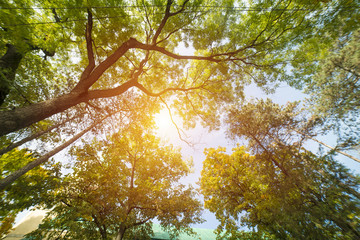 Trees in autumn on sky background, october
