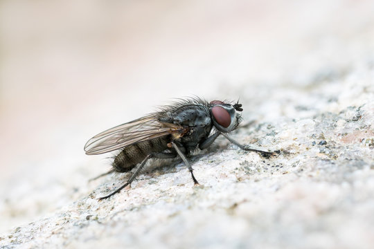 Macro of a flesh fly sitting on a bright rock surface
