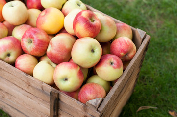 Applel harvest