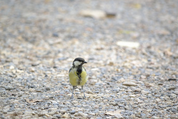 Pájaro en su hábitat natural, en el suelo.