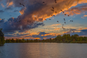 Flug der Wildgänse