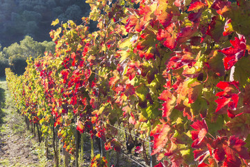 vineyard autumn folliage