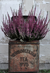 heathers in old tea box