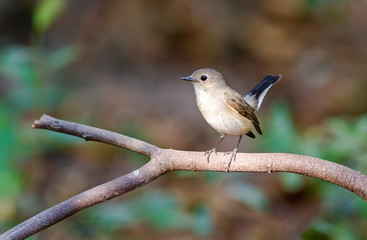 Asian brown Flycatcher (Muscicapa dauurica) on branch in Doiinthanon Thailand