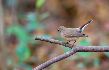 Asian brown Flycatcher (Muscicapa dauurica) on branch in Doiinthanon Thailand