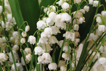 lily of valley background