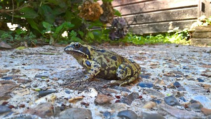 Garden Path Frog