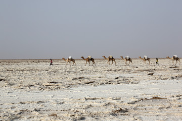Fototapeta na wymiar Camels caravan carrying salt in Africa's Danakil Desert, Ethiopia