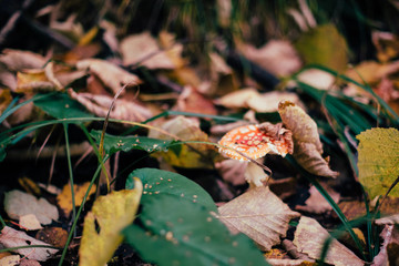 fly agaric in autumn forest with fallen leaves, inedible mushrooms
