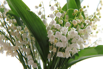 lily of valley background