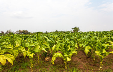 Fototapeta na wymiar Tobacco farm in Thailand