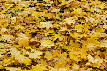 autumn maple leaves on the ground 