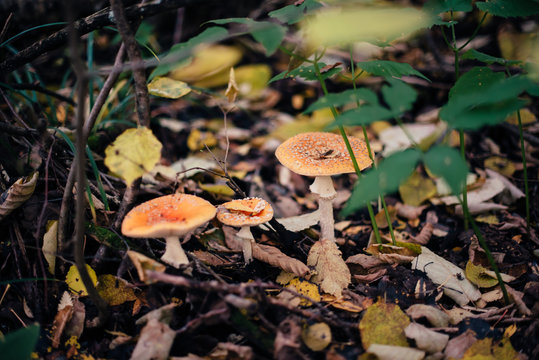 fly agaric in autumn forest with fallen leaves, inedible mushrooms