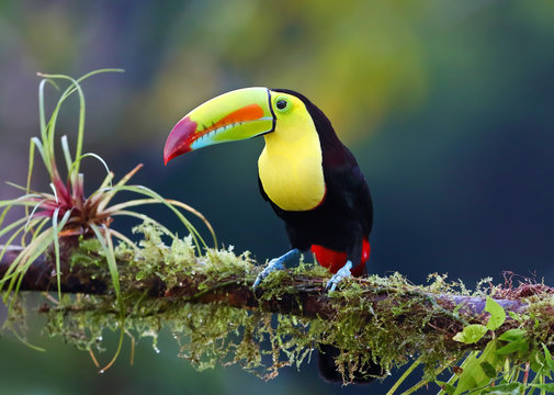 Keel-billed toucan perched on a moss covered branch in the jungles of Costa Rica