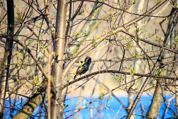 Obraz premium Bird on a tree in early spring in Sweden