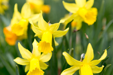 Obraz premium Narcisus in spring