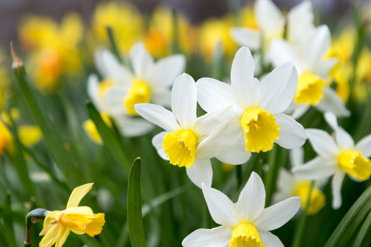 Spring narcisus