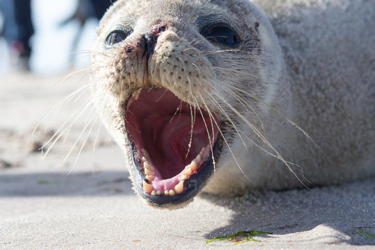 Baby Seal relaxing on the sand in Skagen Denmark