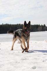 Alsatian dog on the frozen lake
