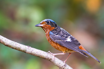 Beautiful  of bird White-throated Rock Thrush on branch