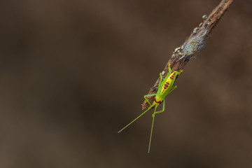 green grasshopper in nature