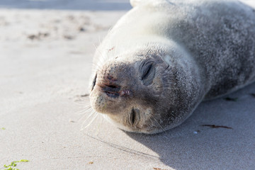 Baby Seal relaxing on the sand in Skagen Denmark