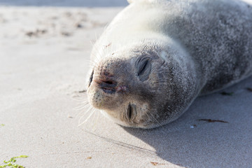 Baby Seal relaxing on the sand in Skagen Denmark