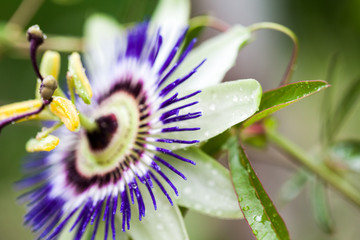 Passion flower (Passiflora incarnata) with details