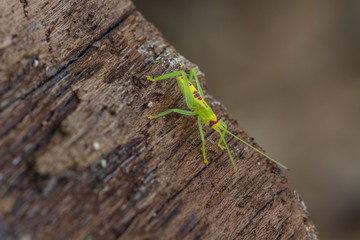 green grasshopper in nature