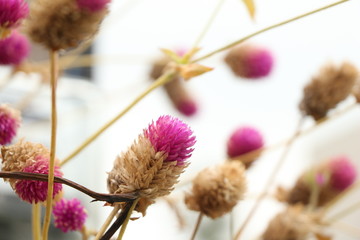 Globe amaranth dried flower blur.