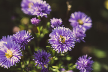 Aster flowers bloom in the garden. Selective focus.