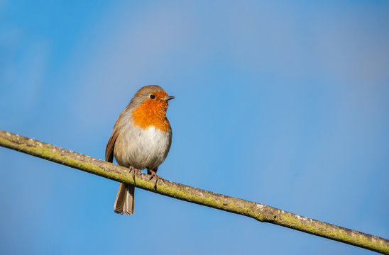 Cute Little Robin Bird On A Tree Branch On A Sunny Autumn Evening