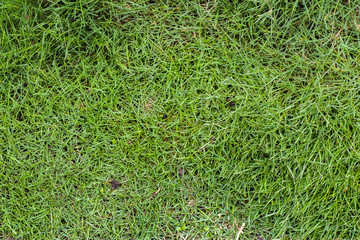 grass