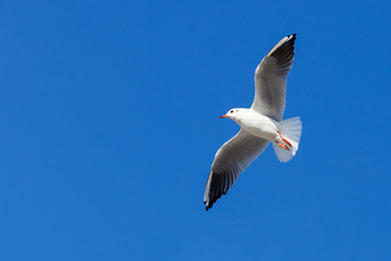 White Seagull flying on blue sky background