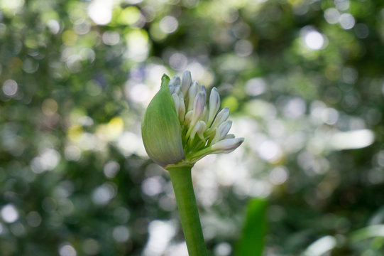 cocon de fleur