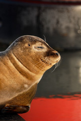 Fototapeta premium Phoque veau marin