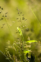 Green plants isolated on natural background with beautiful bokeh and contour light