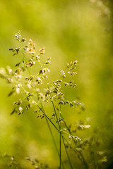 Green plants isolated on natural background with beautiful bokeh and contour light