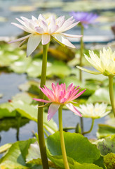 Colorful water lily or lotus flower.
