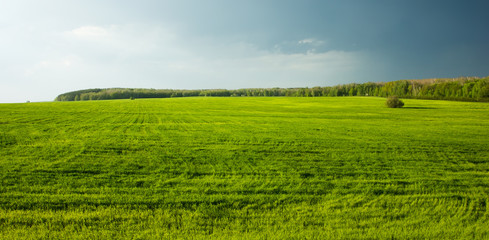 green field before the storm