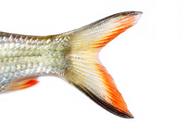 tail fish