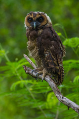 Asian Brown Wood Owl