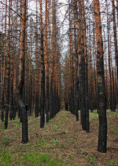 burned pine forest