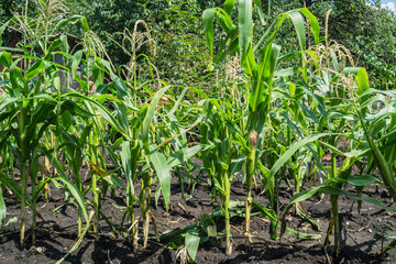 maize plant