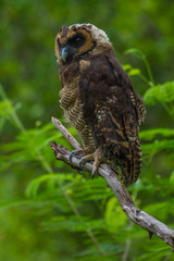 Asian Brown Wood Owl