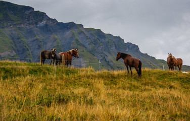 Fototapeta na wymiar chevaux sauvages
