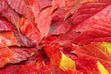 autumn leaves background / bright colors of summer, the beauty o