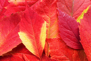 autumn leaves background / bright colors of summer, the beauty o
