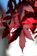 Fall scene with claret vine leaves in sunlight.