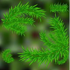 Christmas tree. Green blurred background. Twigs. Vector illustration .
